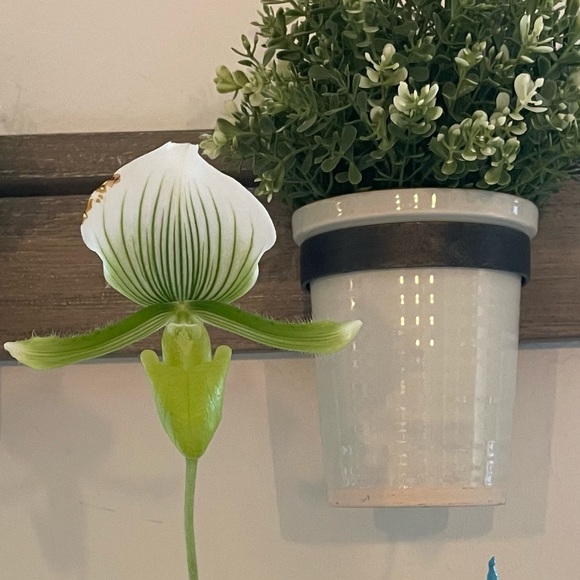 Meet your Posher, Nai nai - Picture 1 of 1